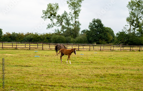 Foal - Baby horse in field in Normandy in France © Boris RIBARD