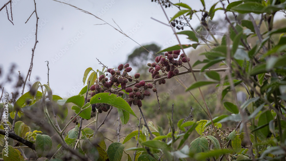 Image of a blackberry or brambleberry crop in Barragán Valle del Cauca. Image of a blackberry or brambleberry crop in Barragán Valle del Cauca.