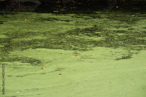 Close Up of the Algea