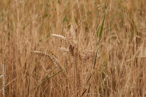 Getreide / Blick in ein Getreidefeld mit Getreidehalmen