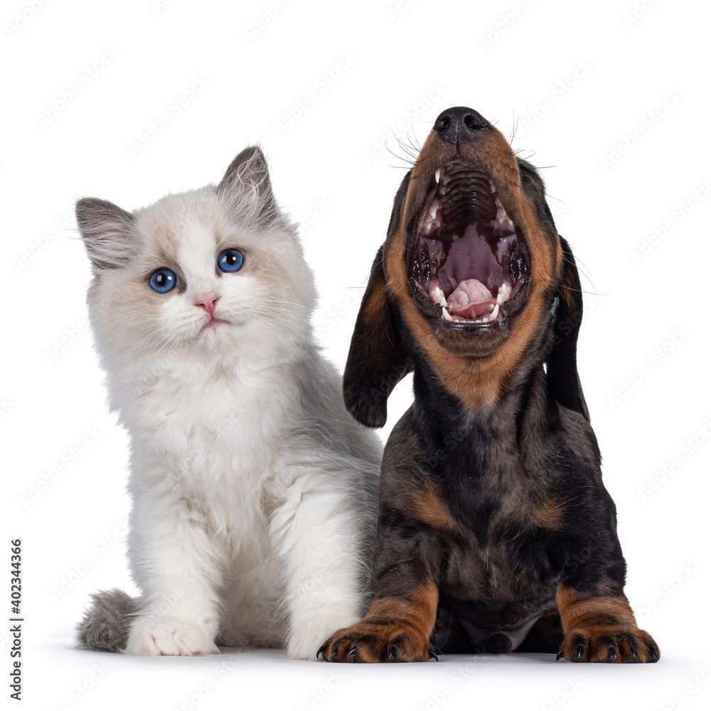 Cute Ragdoll cat kitten and Dachshund aka teckel dog pup, sitting and laying together. Looking towards camera and dog mouth wide open. Isolated on white background. Cute Ragdoll cat kitten and Dachshund aka teckel dog pup, sitting and laying together. Looking towards camera and dog mouth wide open. Isolated on white background.
