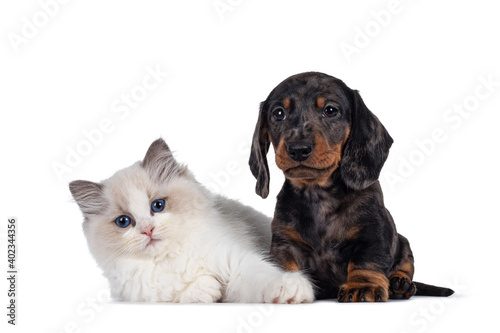 Cute Ragdoll cat kitten and Dachshund aka teckel dog pup, sitting and laying together. Looking towards camera. Isolated on white background.