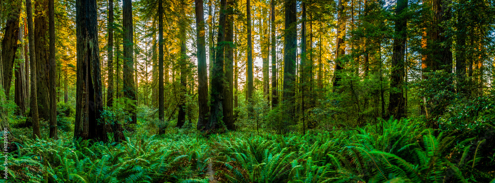 Forest view in Redwood National Park