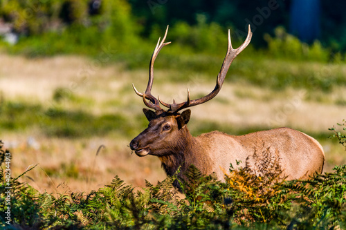 Elk in Redwood National Park