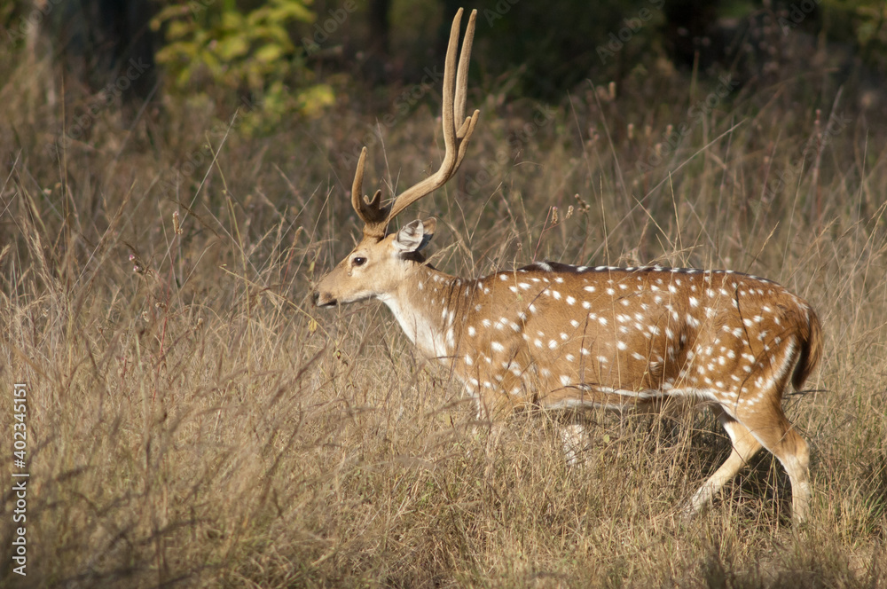 Male of chital Axis axis. Bandhavgarh National Park. Madhya Pradesh. India. Male of chital Axis axis. Bandhavgarh National Park. Madhya Pradesh. India.