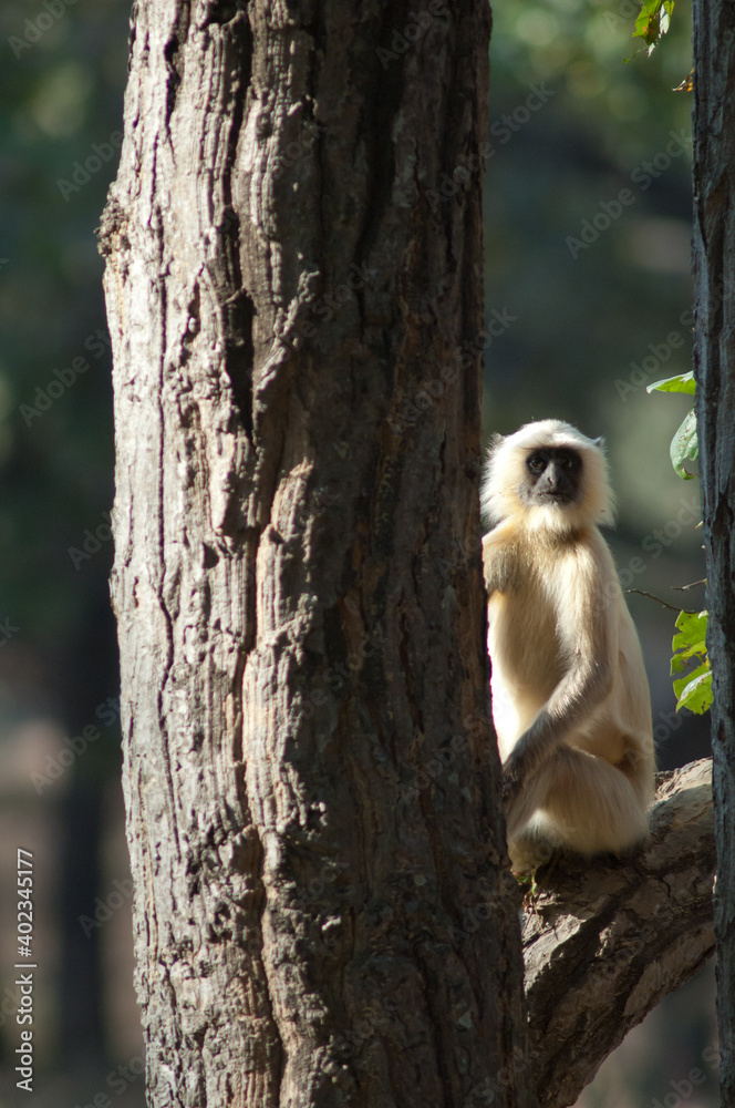 Fototapeta premium Northern plains gray langur Semnopithecus entellus. Bandhavgarh National Park. Madhya Pradesh. India.