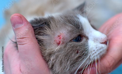 Obraz na płótnie Allergic skin diseases in domestic cats. cat's wound from dermatitis. Skin diseases in cats. Cat pimples. Atypical dermatitis in a domestic cat. Feline Allergies in Cats w salonie