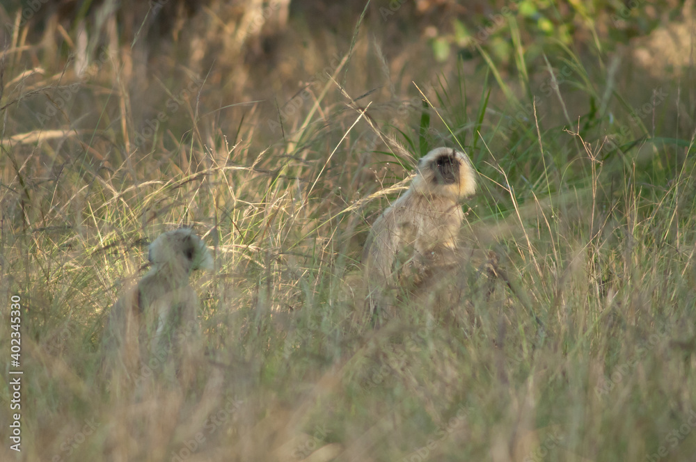 Northern plains gray langurs Semnopithecus entellus. Bandhavgarh National Park. Madhya Pradesh. India. Northern plains gray langurs Semnopithecus entellus. Bandhavgarh National Park. Madhya Pradesh. India.