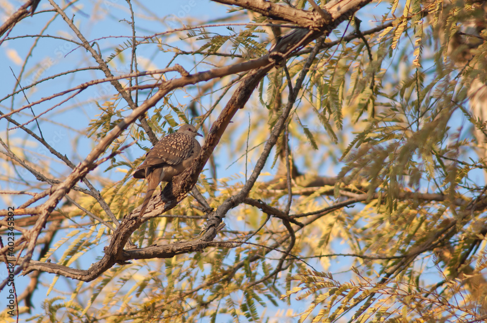 Fototapeta premium Spotted dove Streptopelia chinensis on a branch. Bandhavgarh National Park. Madhya Pradesh. India.
