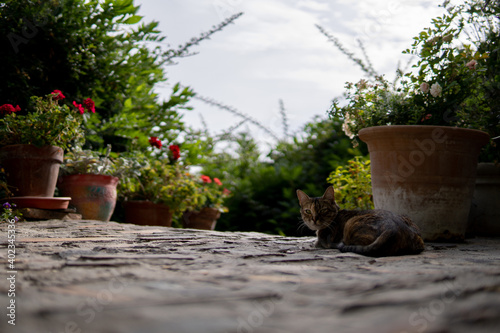 Kitten lying down and surrounded by plants
