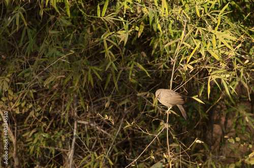 Jungle babbler Turdoides striatus on a branch. Bandhavgarh National Park. Madhya Pradesh. India.