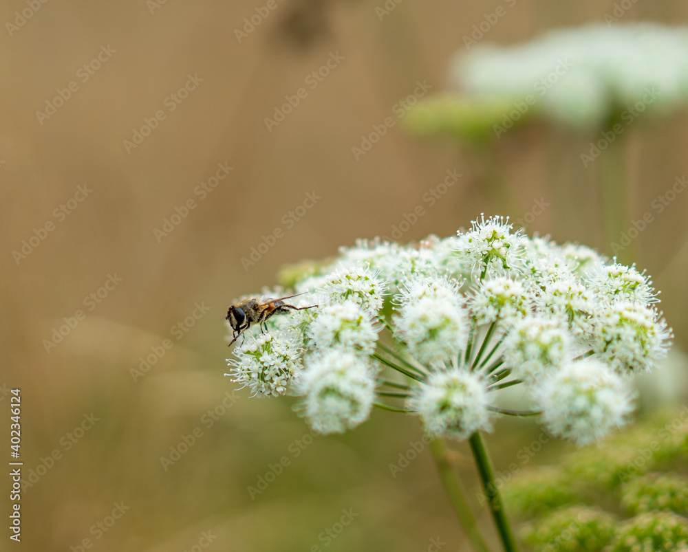 Fototapeta premium Insect on a beautiful flower - Macro Photography