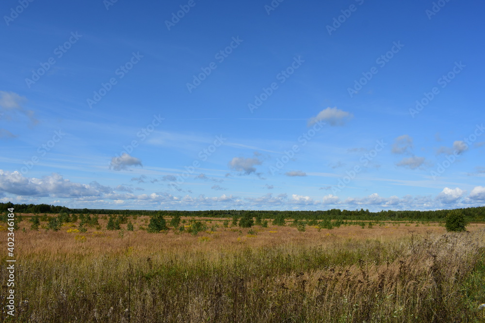 field of grass and sky field of grass and sky