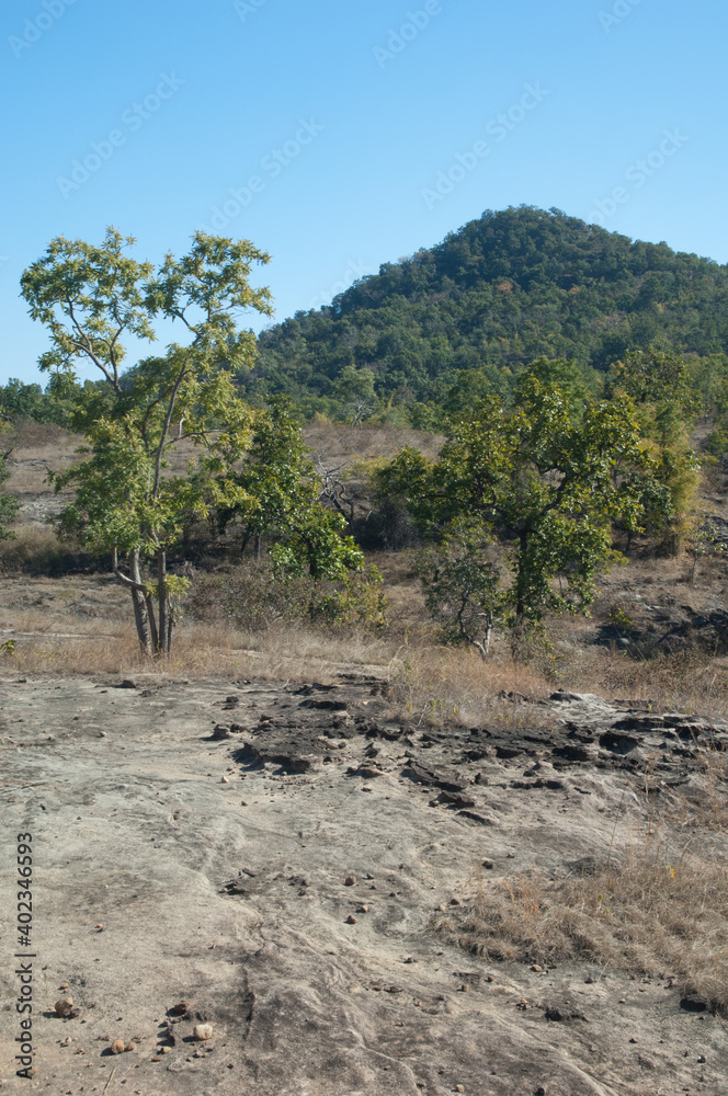 Landscape in Bandhavgarh National Park. Madhya Pradesh. India.