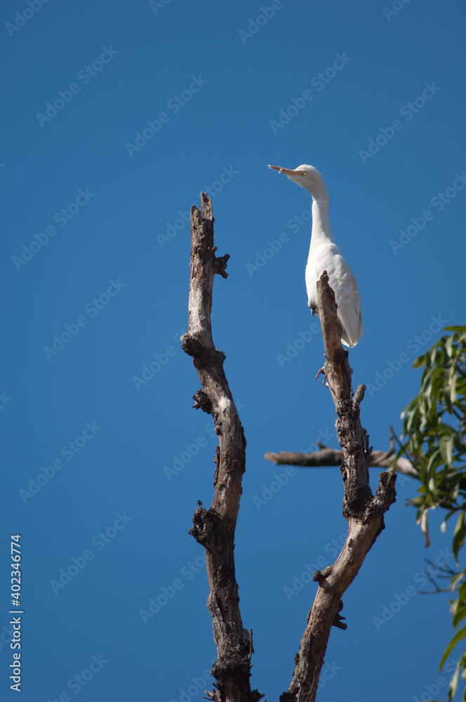 Cattle egret Bubulcus ibis on a tree. Tala. Madhya Pradesh. India. Cattle egret Bubulcus ibis on a tree. Tala. Madhya Pradesh. India.