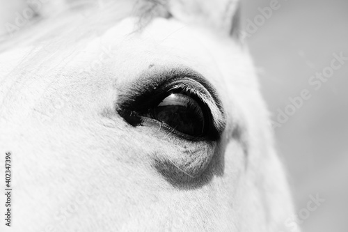 Horse eye close up on gray mare for vision or sight equine concept.
