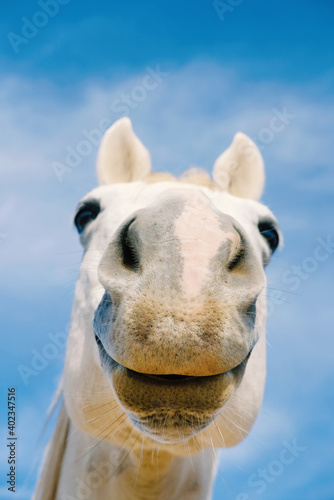 Funny gray horse face with nose close up, farm animal humor. © ccestep8