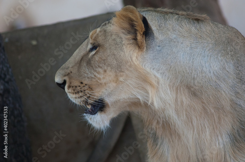 Canvas Print Asiatic lion Panthera leo leo