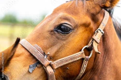 Horse close-up - Eyes