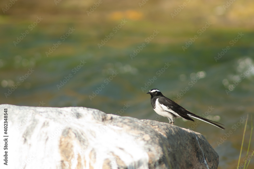 Obraz premium White-browed wagtail Motacilla maderaspatensis on a rock. Hiran river. Sasan. Gir Sanctuary. Gujarat. India.