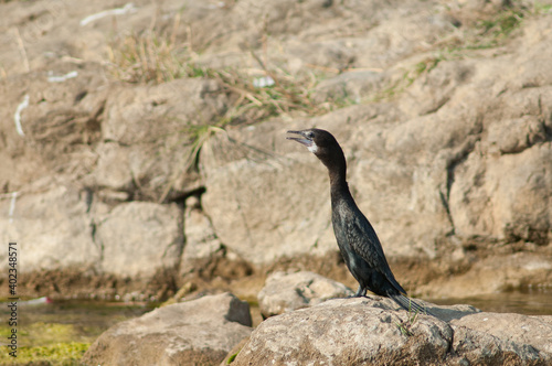 Little cormorant Microcarbo niger on a rock. Hiran river. Sasan. Gir Sanctuary. Gujarat. India.