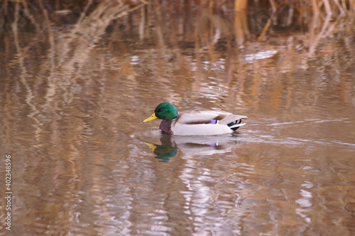 Wild duck floating on the water, Anas platyrhynchos, Mallard Duck 
