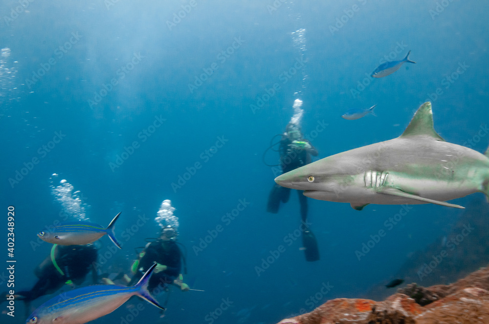 Fototapeta premium Scuba diver swimming and taking picture of a grey reef sharks