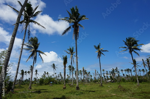 A desolate wilderness after a devastating attack by typhoon Haiyan in Tacloban, Philippines.