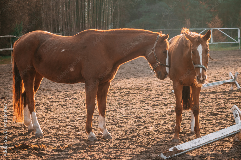 horses in the paddock, sunny day, chestnut horses horses in the paddock, sunny day, chestnut horses
