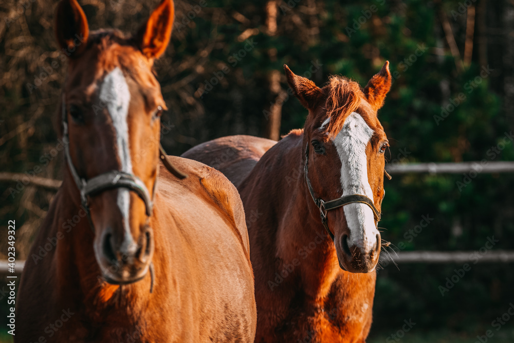 Fototapeta premium horses in the paddock, sunny day, chestnut horses