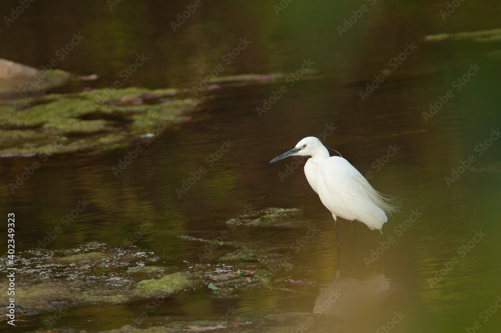 Little egret Egretta garzetta in the Hiran river. Sasan. Gir Sanctuary. Gujarat. India. Little egret Egretta garzetta in the Hiran river. Sasan. Gir Sanctuary. Gujarat. India.