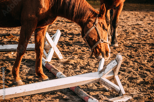 a horse gnawing a wooden obstacle in the paddock photo