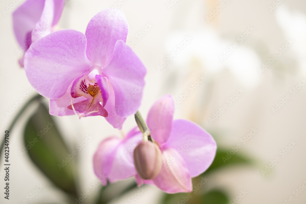 Pink orchid with place for text. Home flowers care Pink orchid with place for text. Home flowers care