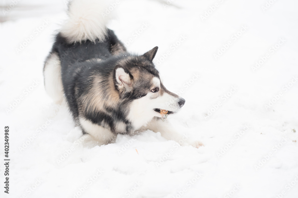 Young alaskan malamute playing in snow. Dog winter. Young alaskan malamute playing in snow. Dog winter.