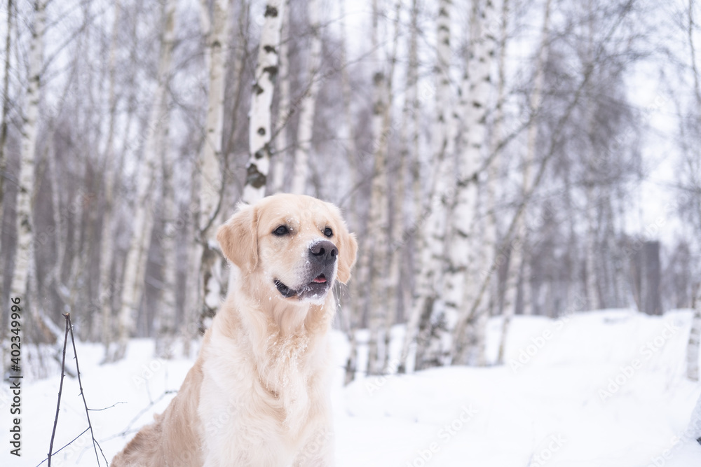 Dog in a snowy winter forest. Golden Retriever stands in a snowdrift against a background of trees. Winter forest covered with snow. Dog in a snowy winter forest. Golden Retriever stands in a snowdrift against a background of trees. Winter forest covered with snow.