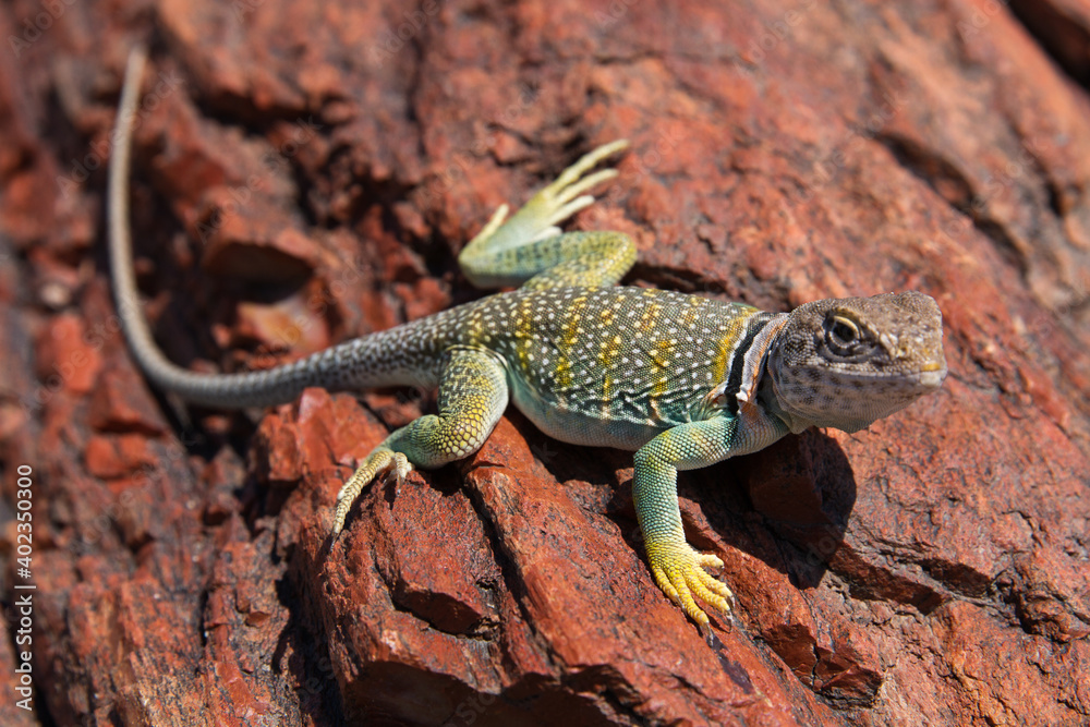 Obraz premium Halsbandleguan 4