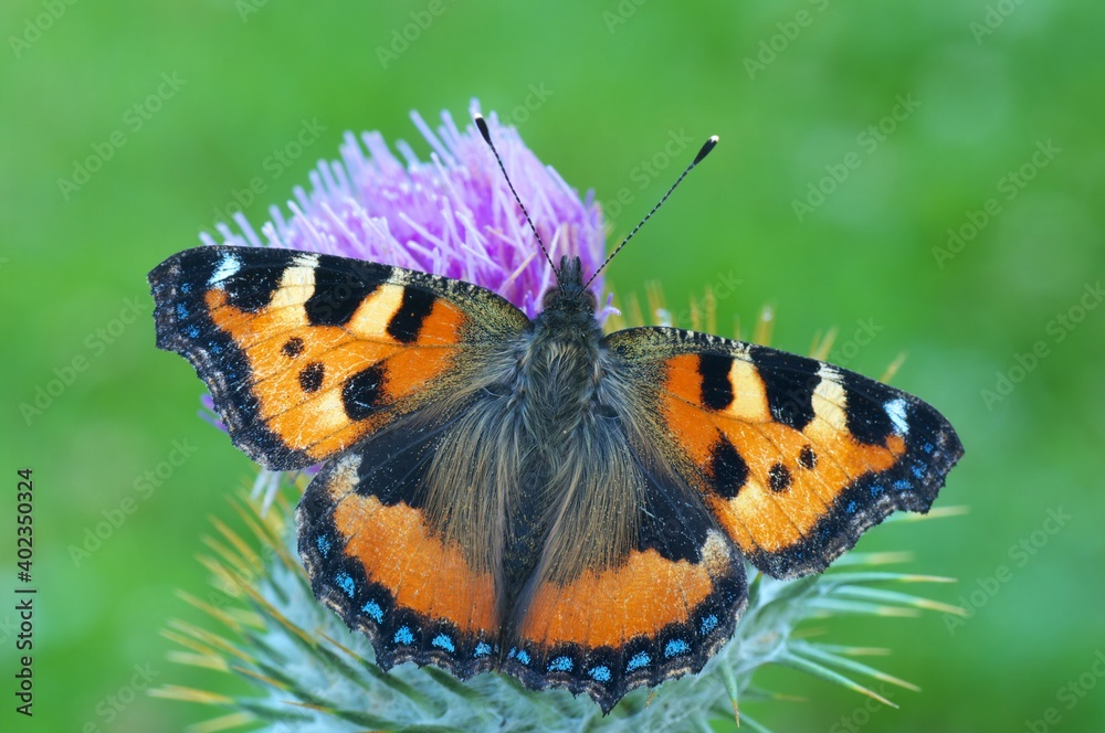 Naklejka premium Rusałka pokrzywnik - Aglais urticae