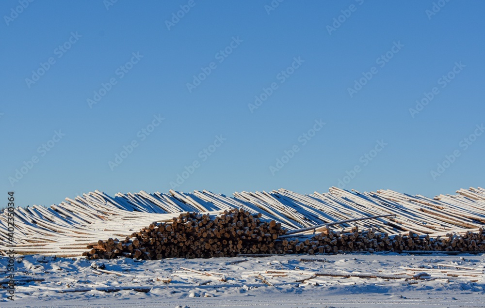 Trees ready to cut for the sawmill. Quebec, Canada Trees ready to cut for the sawmill. Quebec, Canada