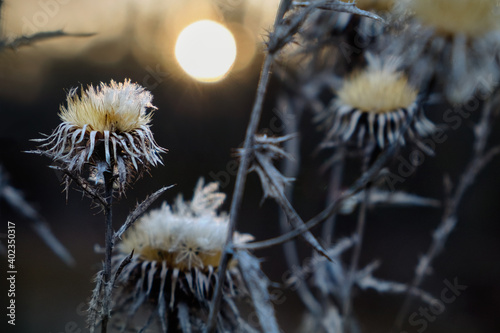 Closeup of dry thistle flower on the blurred background of an autumn  sunset