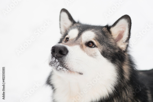 Young alaskan malamute looking up in snow. Dog winter.