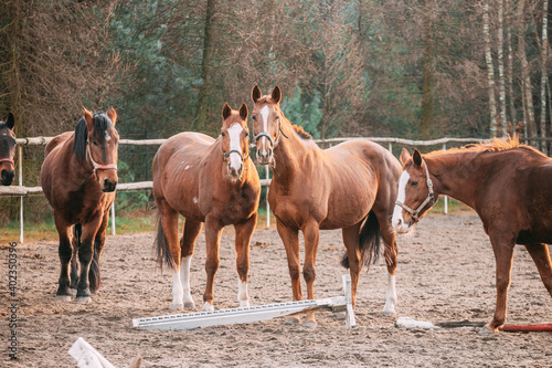 horses in the paddock, sunny day, chestnut horses © photosvideos