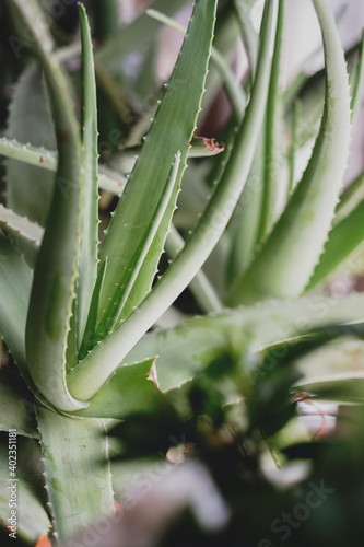 Detail of the leaves of a beautiful Aloe vera plant photo