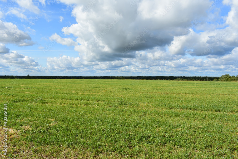 Fototapeta premium field and blue sky