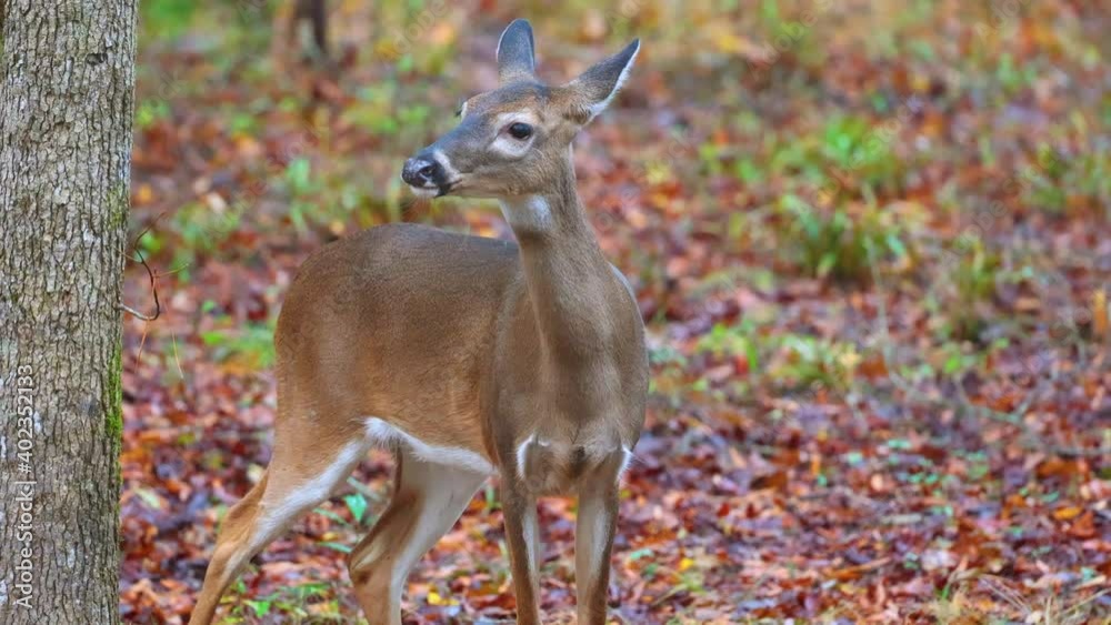 Two antlerless white-tailed deers in North Carolina forest Two antlerless white-tailed deers in North Carolina forest