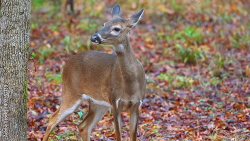 Two antlerless white-tailed deers in North Carolina forest photo