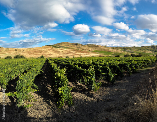 Vineyards in the municipality of Cirò Marina, District of Crotone; Calabria; Italy; Europe..