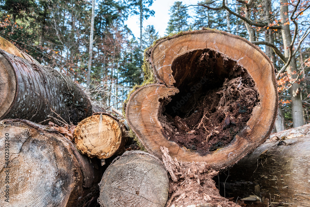 A cut down tree in the shape of a wooden heart A cut down tree in the shape of a wooden heart
