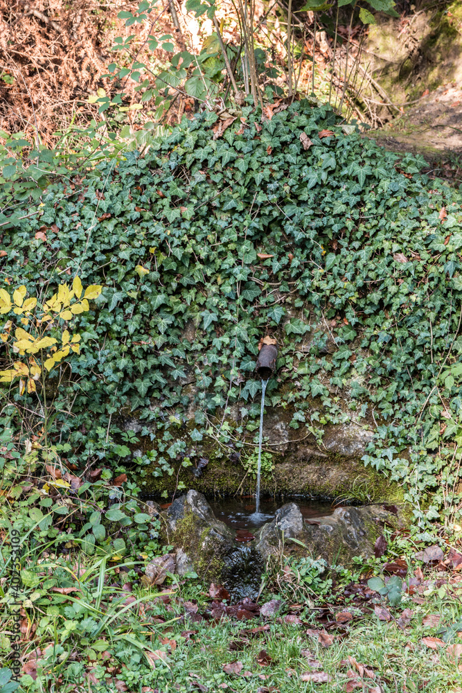 Obraz premium A little magic fountain out of the stone of ivy. Or where there is water, there is life