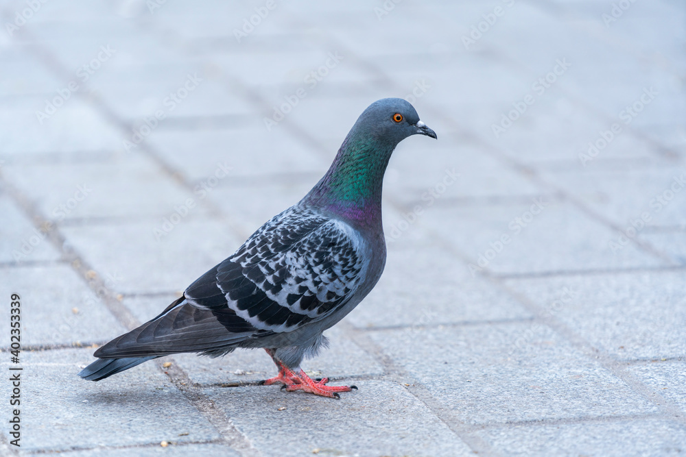 Close-up of the pigeon's head. A beautiful pigeon with a bright orange eye. Close-up of the pigeon's head. A beautiful pigeon with a bright orange eye.