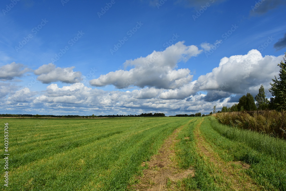 Obraz premium landscape with a field